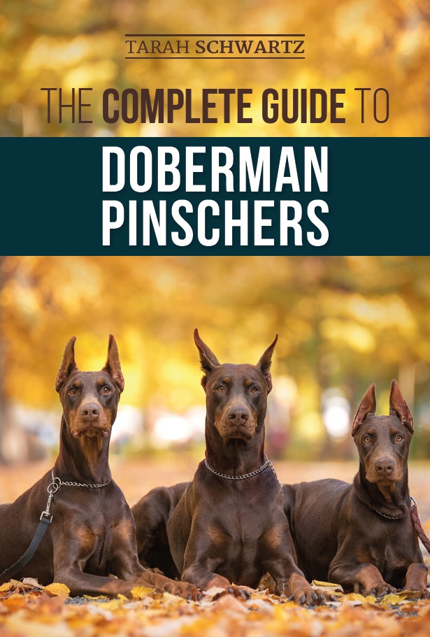 Cover image of a guide to Doberman pinschers