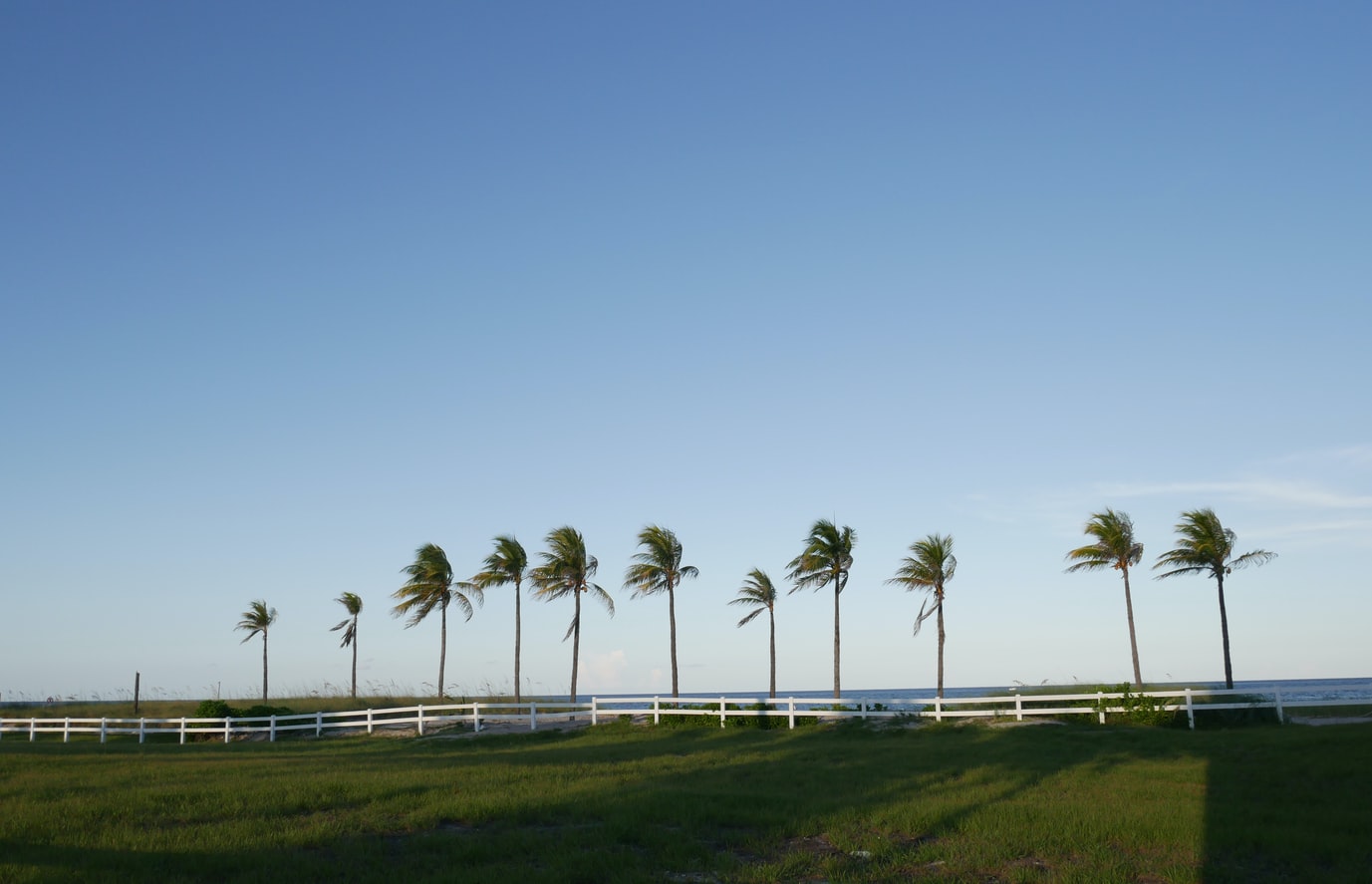 Palm trees swaying by the sea in Fort Lauderdale, Florida. 