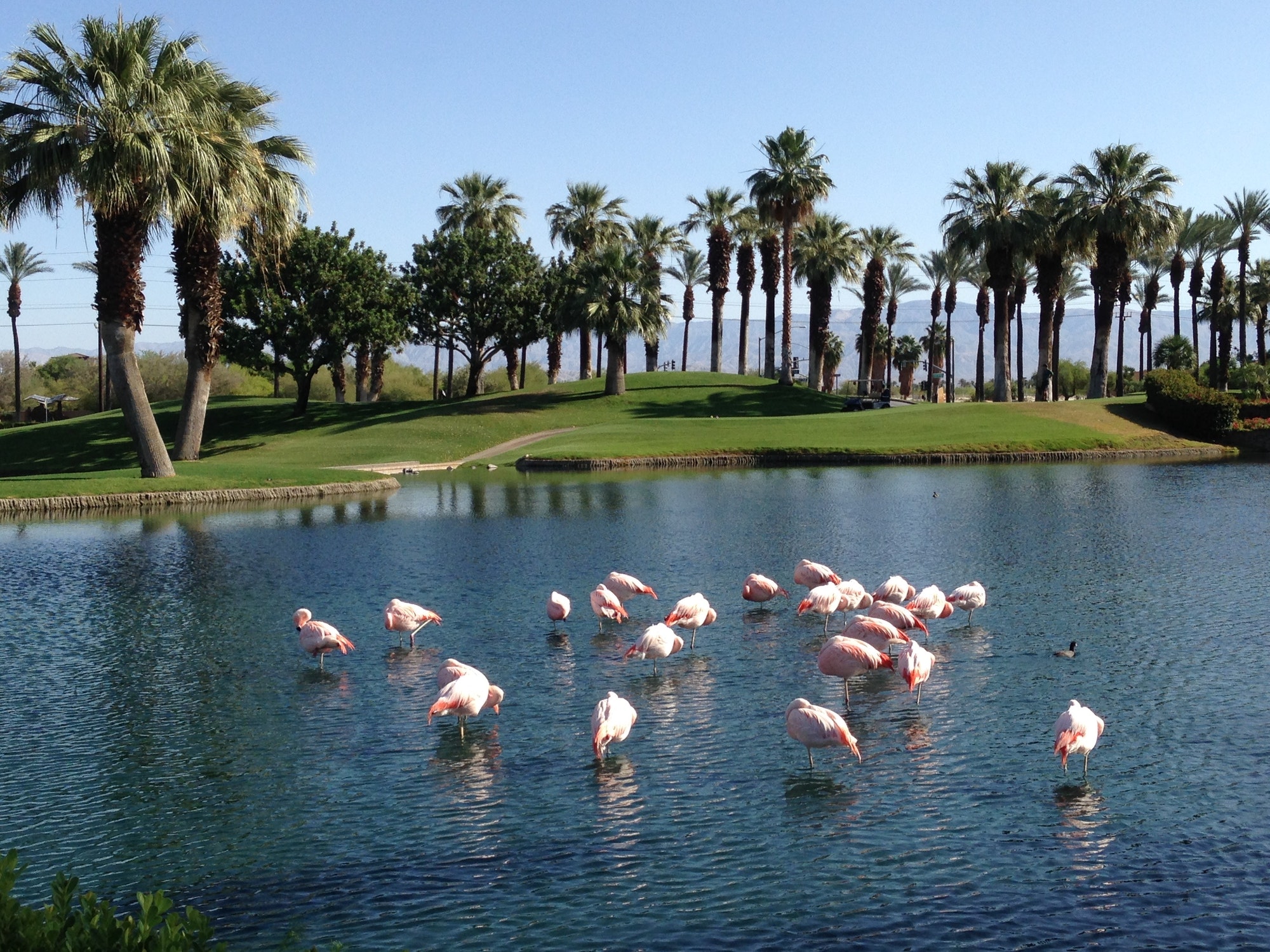 Pink flamingos in the pond in the desert at Palm Springs, California